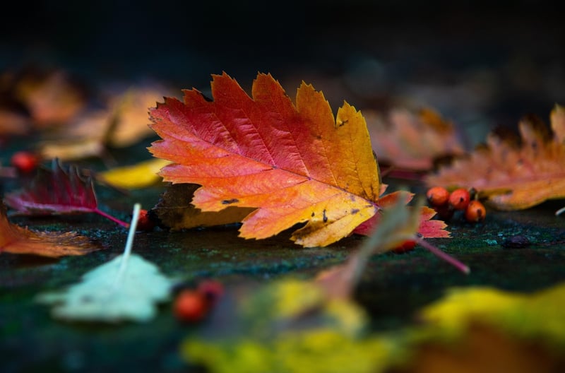 Fall Foliage